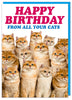 Birthday From All Your Cats Card