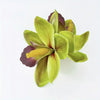 Silk Orchid Hair Clip: Green